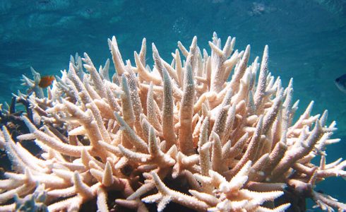 Bleached coral reefs.